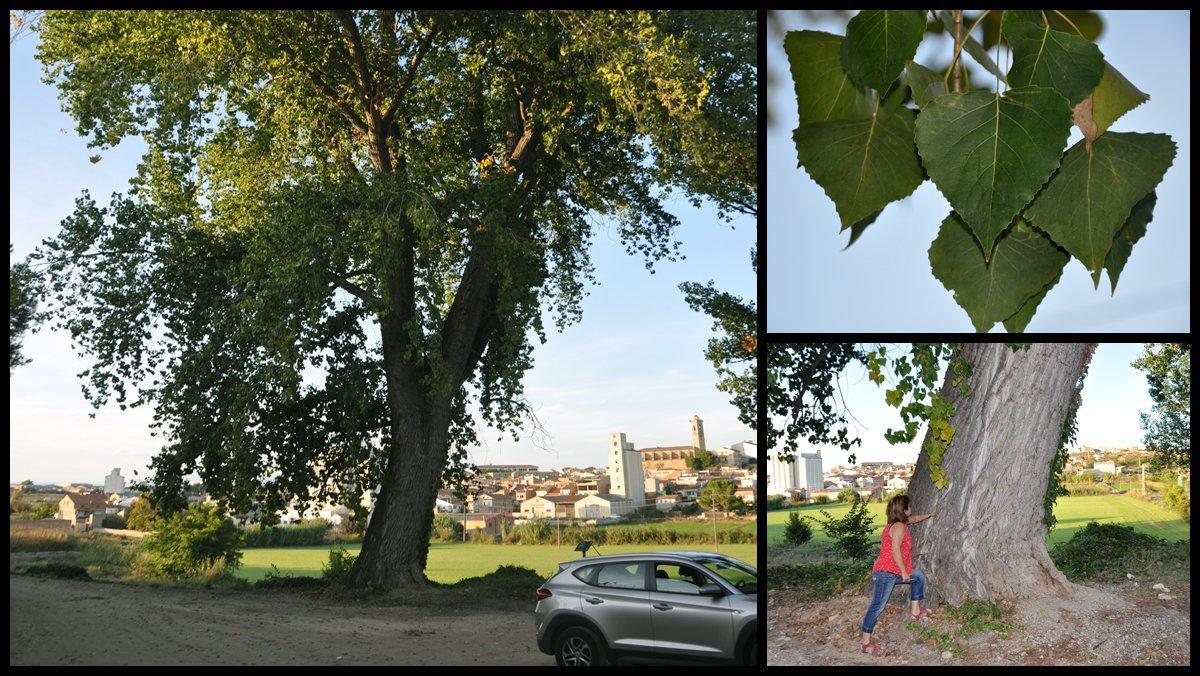 ficha-ob-populus-nigra-bellbuig