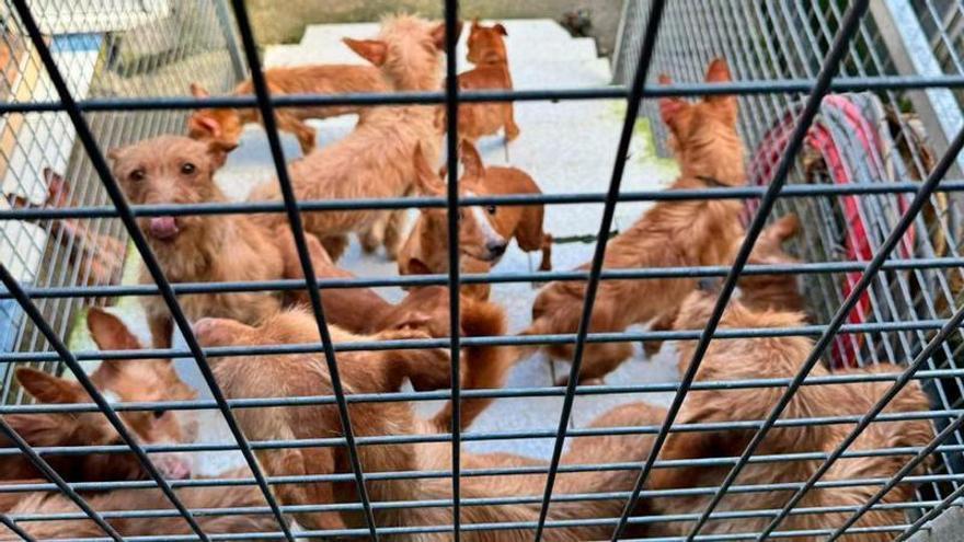 Retiran 22 perros de caza a un vecino de Meira que los tenía enjaulados y escuálidos