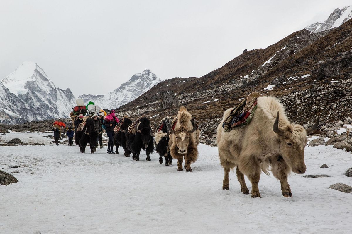 Yaks en el paso Thukla, en el Himalaya.