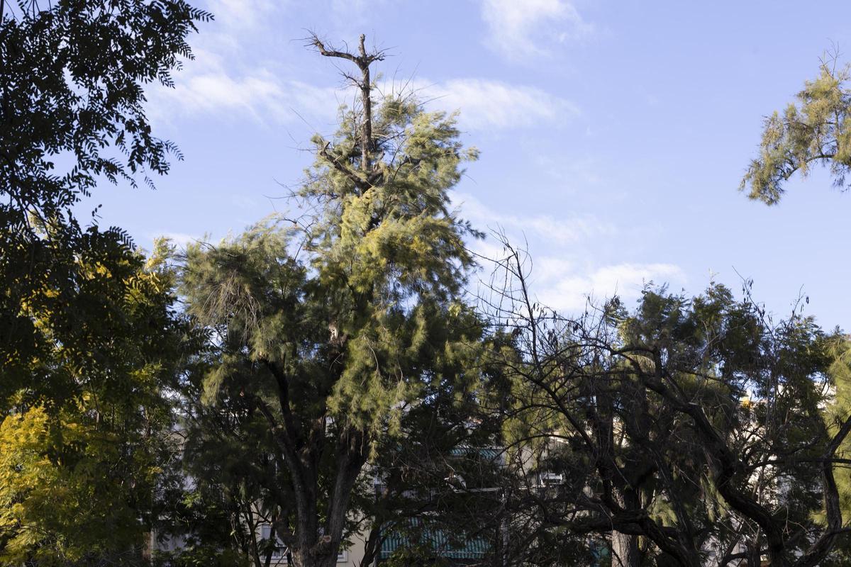 El temporal asociado a la borrasca Kristin ha dejado imágenes de impacto en Xàtiva, las rachas de viento han alcanzado niveles huracanados