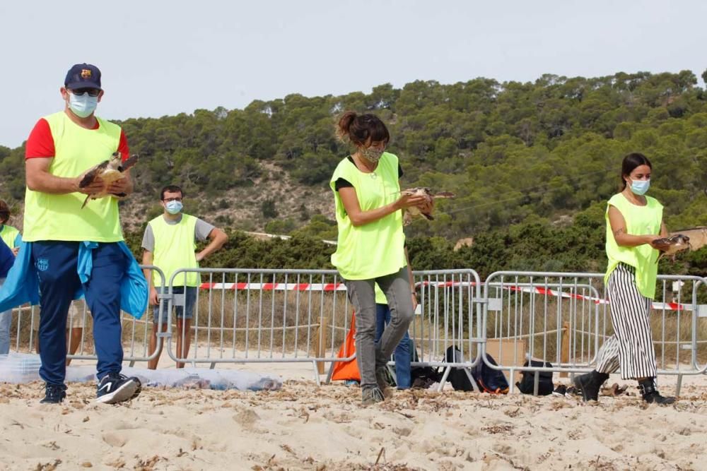 Liberadas en Ibiza 26 tortugas de la primera puesta registrada en Baleares