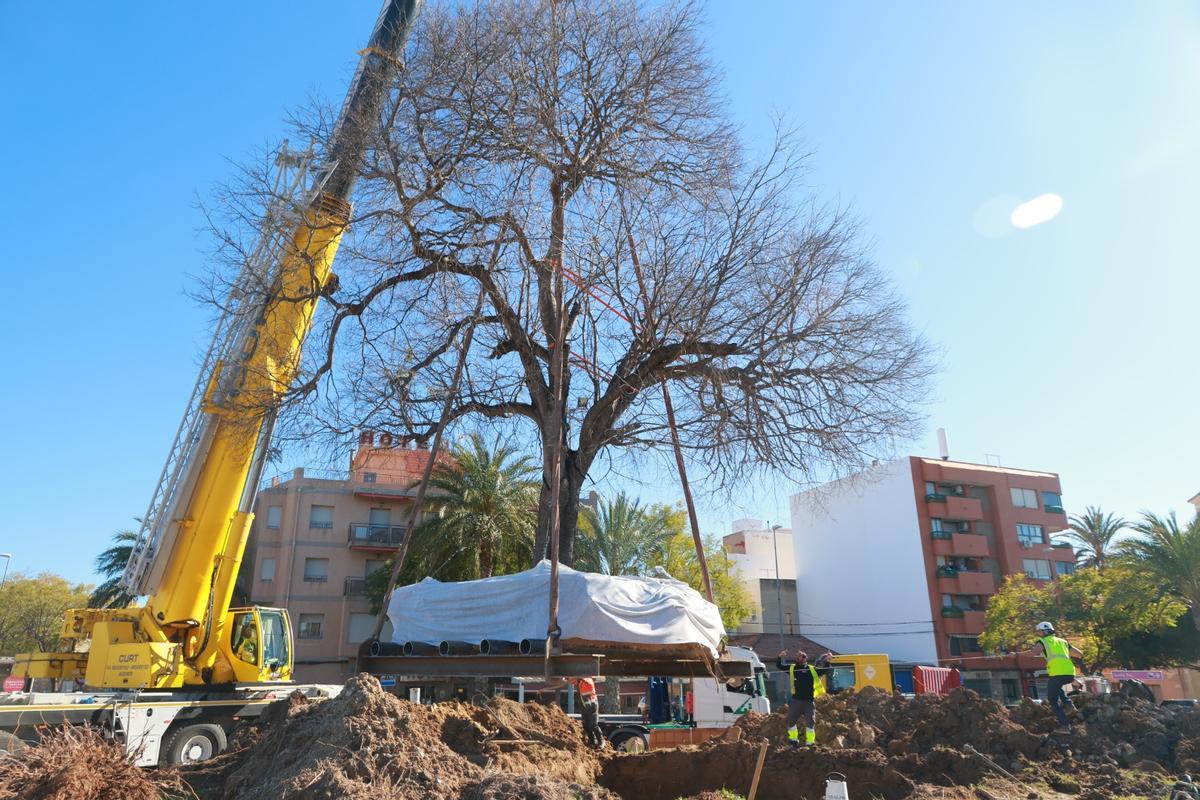 El ejemplar, a punto de "entrar" en la rotonda