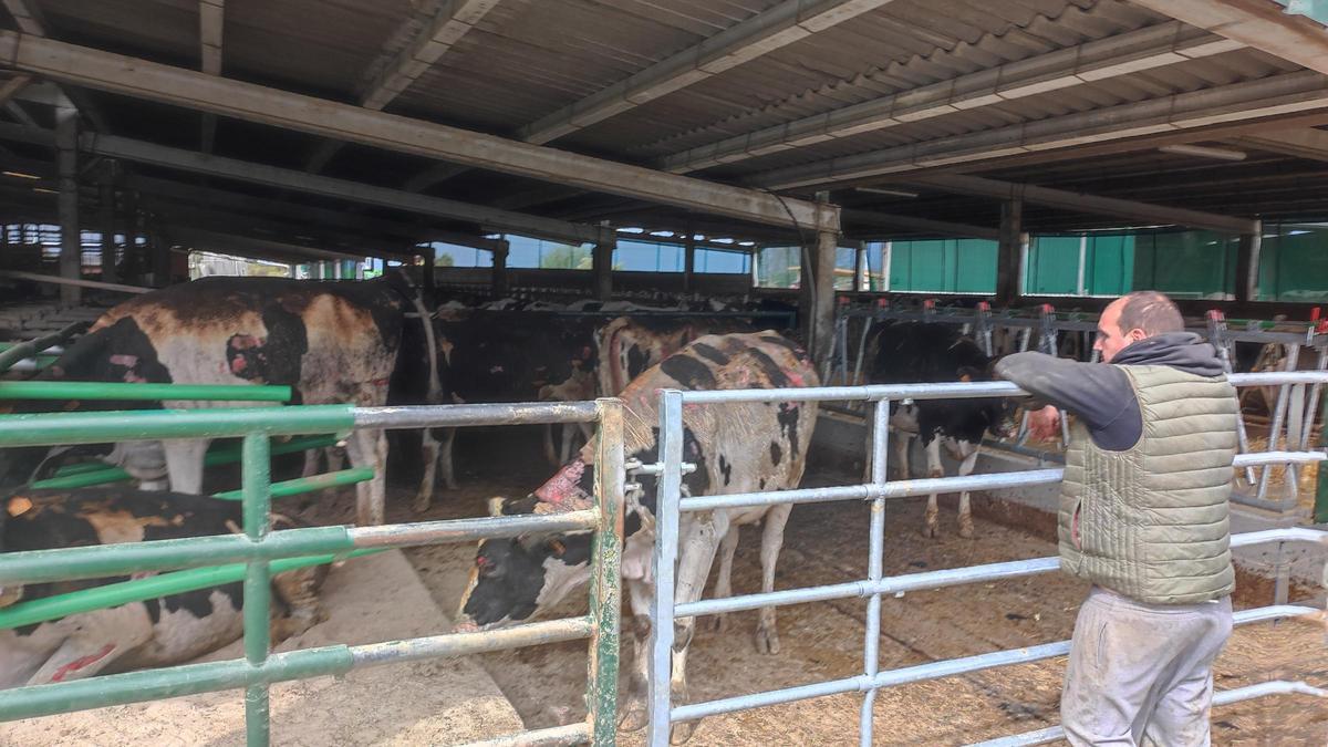 VÍDEO: Una treintena de vacas atrapadas en una ganadería de Otur