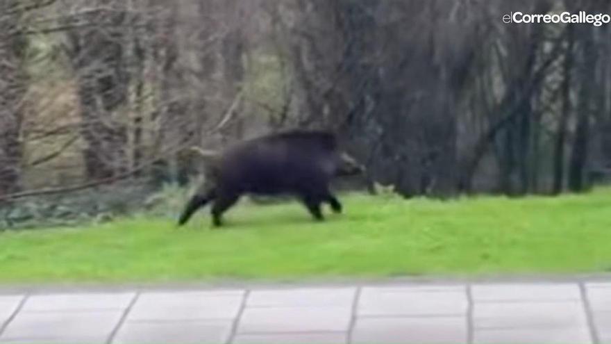 Un jabalí se pasea por el barrio de Santa Marta a plena luz del día