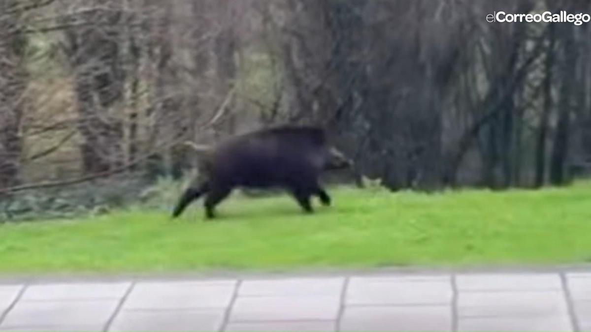 Un jabalí se pasea por el barrio de Santa Marta