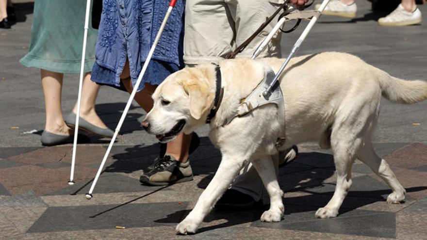Invitan a Fuerteventura a un turista que perdió el viaje al enfermar su perro