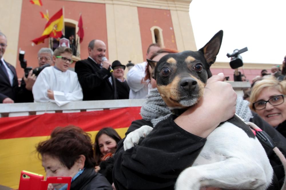 Bendición de los animales en Cartagena