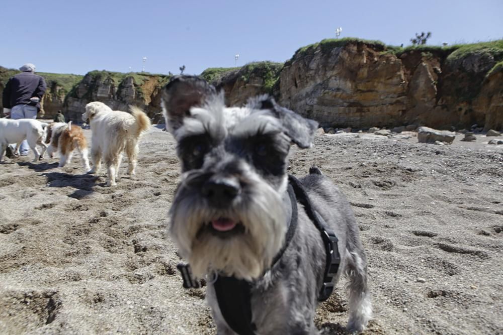 Gijón se promociona como destino vacacional para familias con sus mascotas