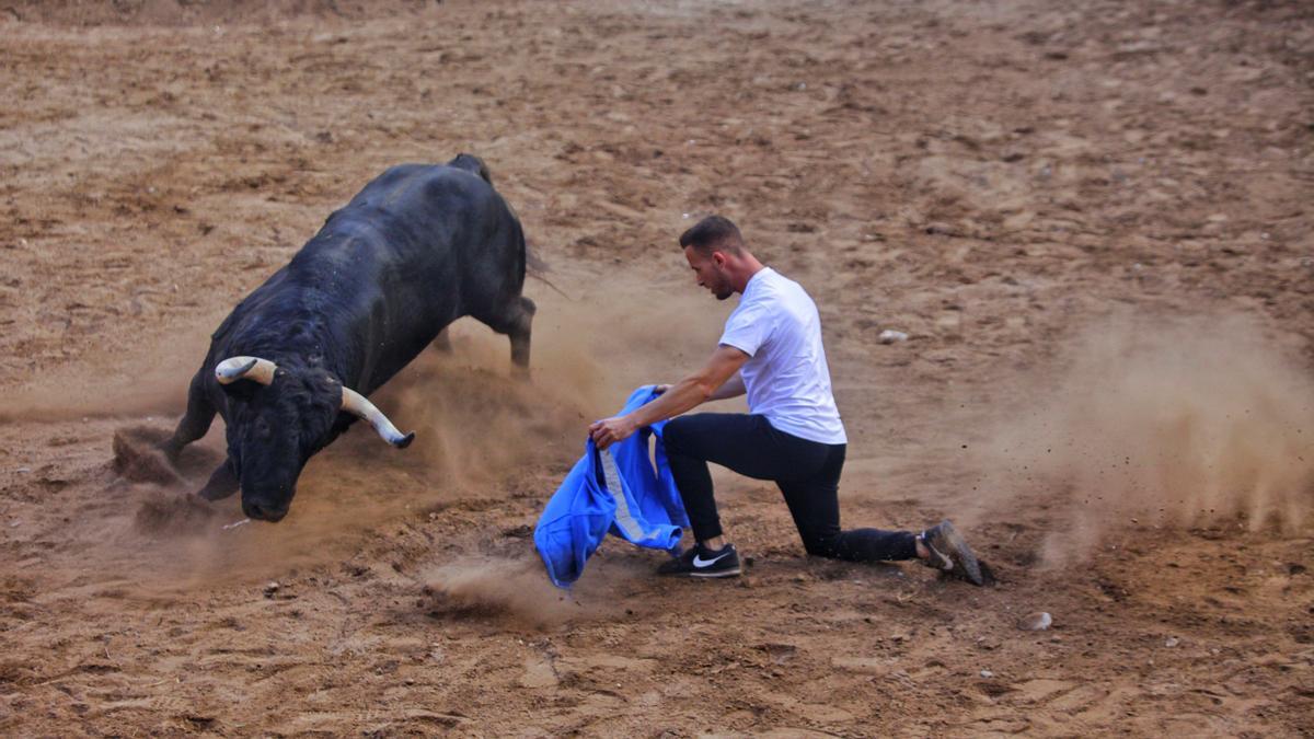 Un &#039;rodaor&#039;, arrodillado al lado del toro este viernes por la tarde en Nules.