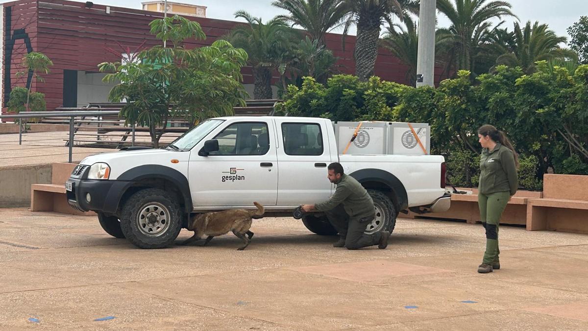 Uno de los perros del Servicio de Biodiversidad del Gobierno de Canarias busca una culebra en los bajos de un vehículo.