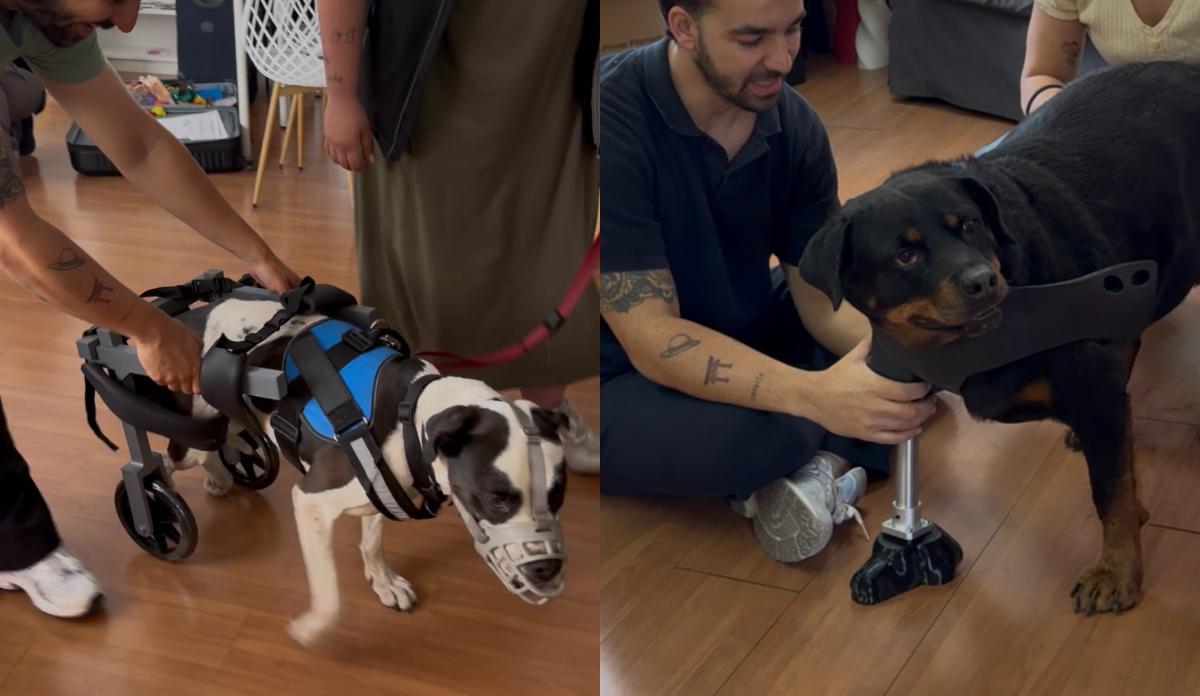 La lista de espera para recibir una prótesis animal supera las 20 solicitudes.