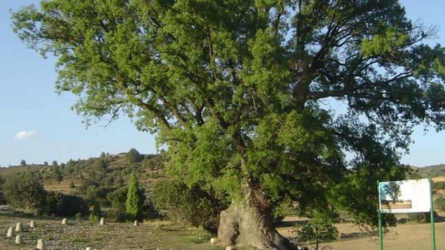 Cortes de Arenoso se moviliza para conservar a «Rebollo»