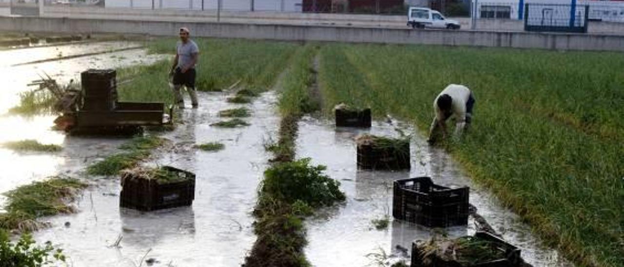 El cambio climático pasa factura al ajo tierno