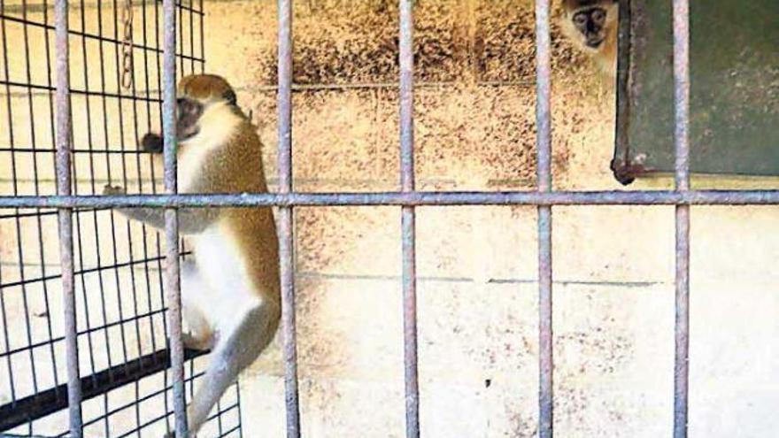 Dos de los macacos requisados en una casa de Coruxo.  // UMIR