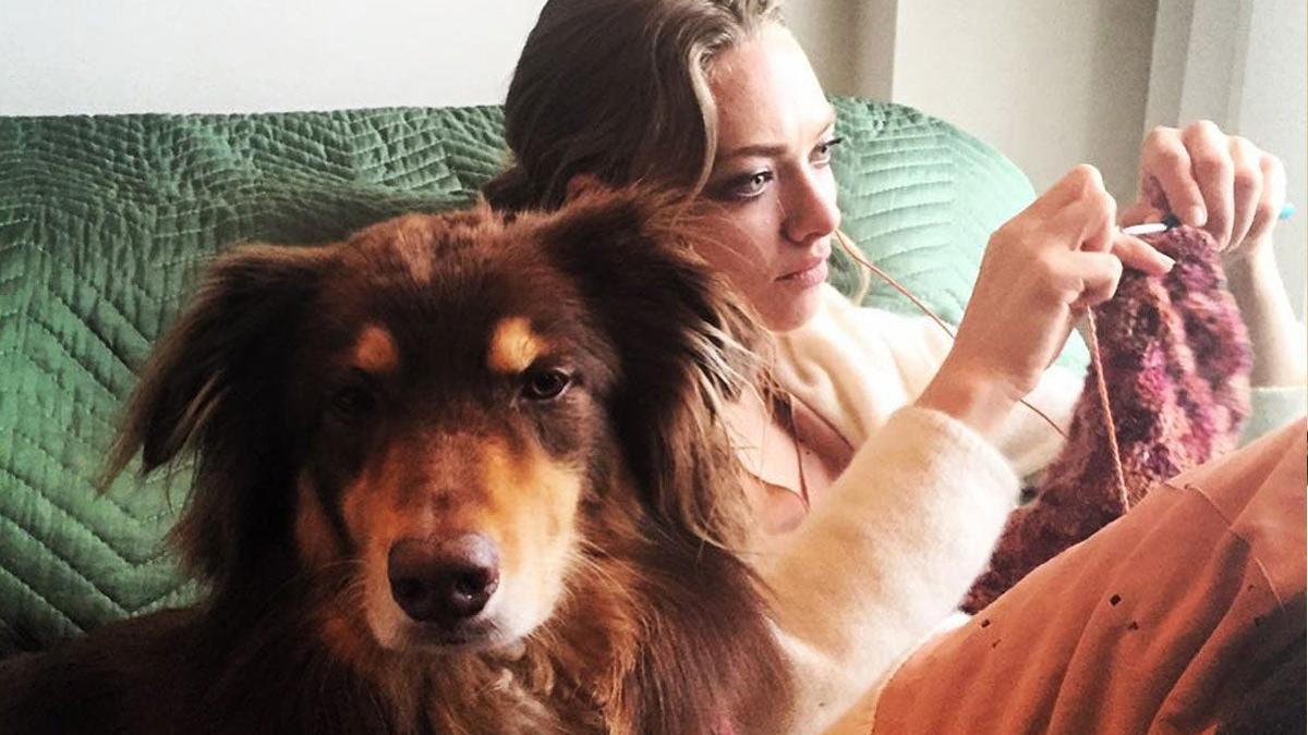 La actriz Amanda Seyfried haciendo punto con su perro