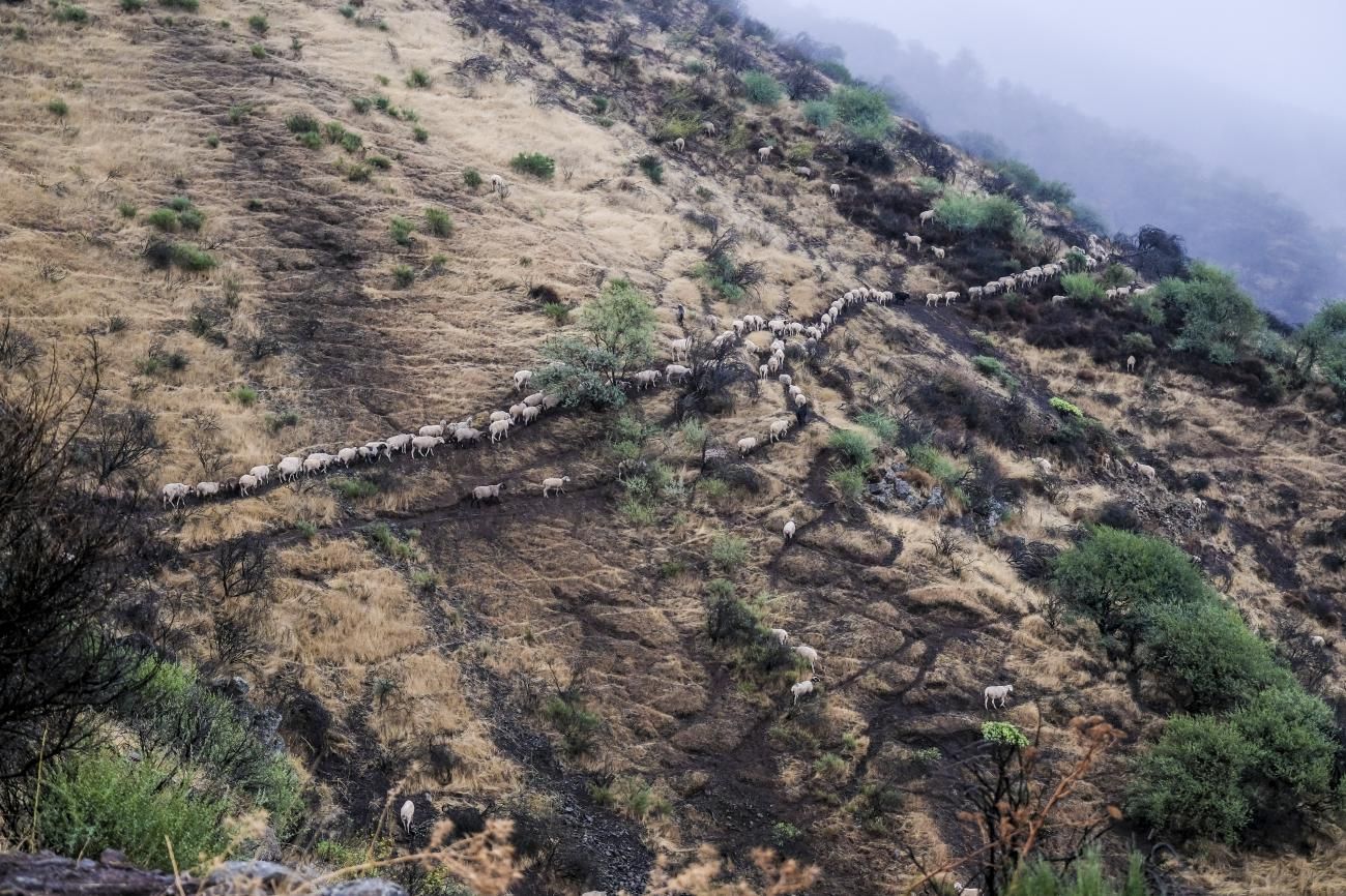 Las lluvias de Hermine riegan las cumbres grancanarias