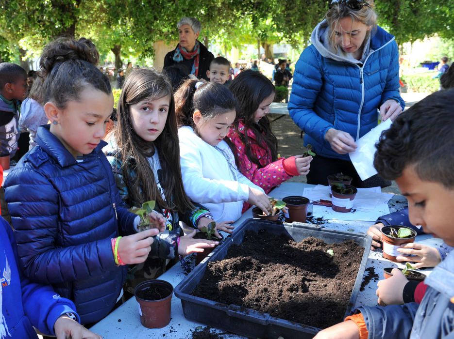 Festa de l''Arbre de Figueres