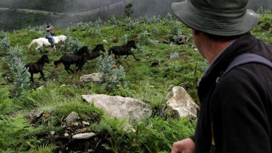 La leyenda cuenta que los caballos donados por las hermanas formaron la cabaña de O Santo, que se reúne y se baja a Sabucedo para la Rapa.  // Bernabé/Suso Redondo