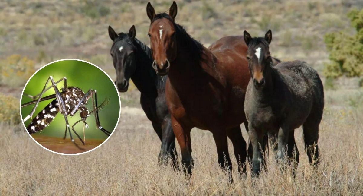 Unos caballos y una imagen del mosquito.