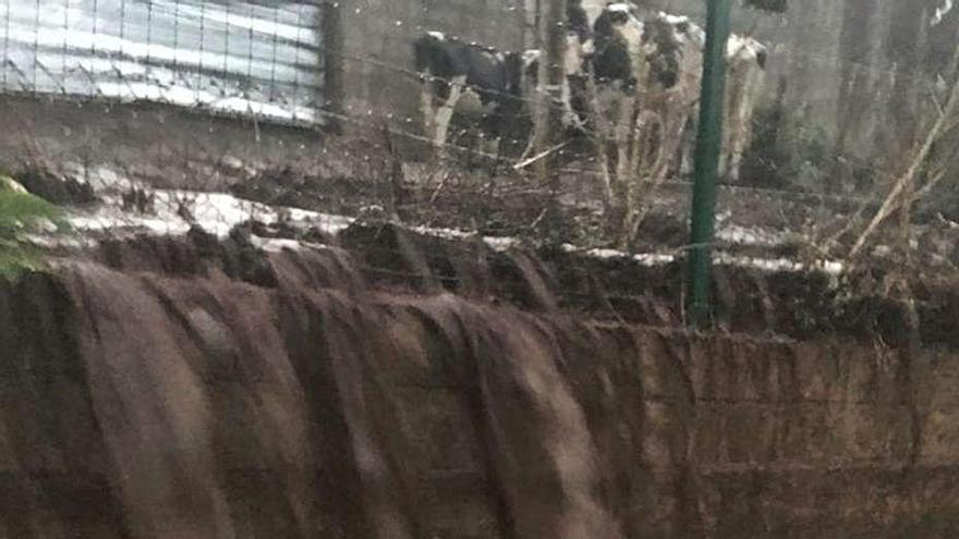 Arroyos de purín cada vez que llueve en Carmoega