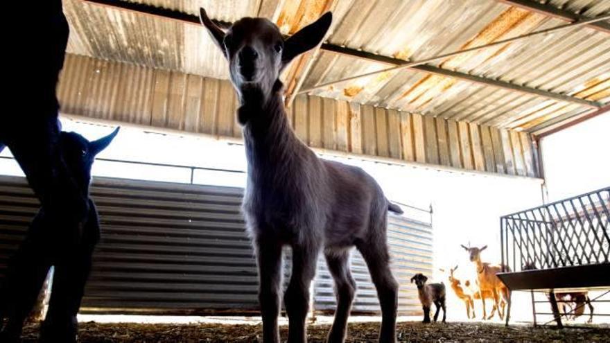 Ovejas y cabras en el amplio corral que José Amat tiene en su finca en el término municipal de Petrer.