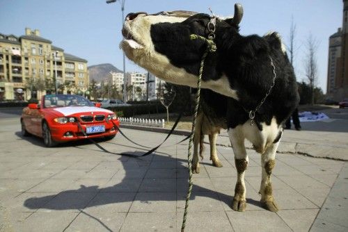 Un conductor enfadado ata una vaca a su coche para expresar su enfado contra el garaje que le dañó el coche en Shandong (China)