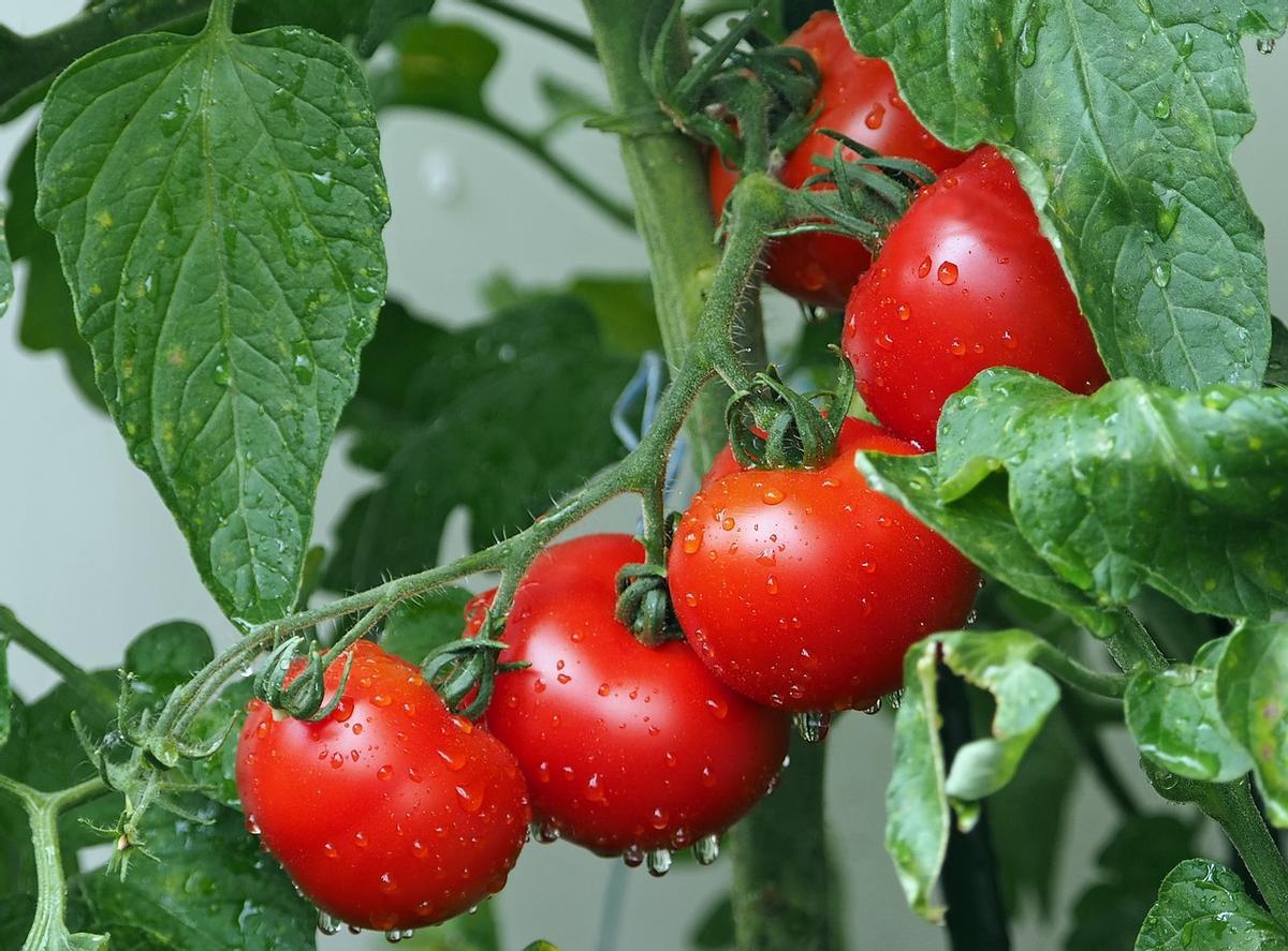 Los beneficios de comer tomates a diario.