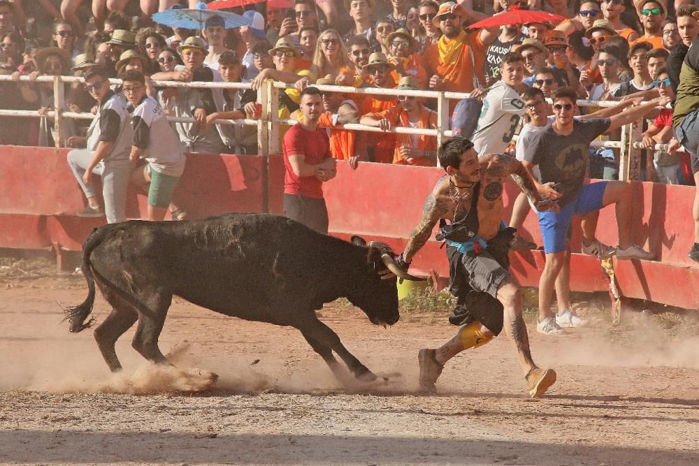 Les vaquetes de Santpedor en imatges