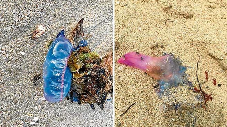 Más carabelas portuguesas en las playas