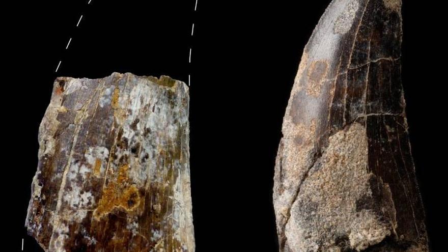 Identificados nuevos restos y huellas de megadinosaurios