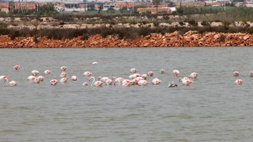 Flamencos alimentándose en una de las charcas de las Salinas de San Pedro del Pinatar.