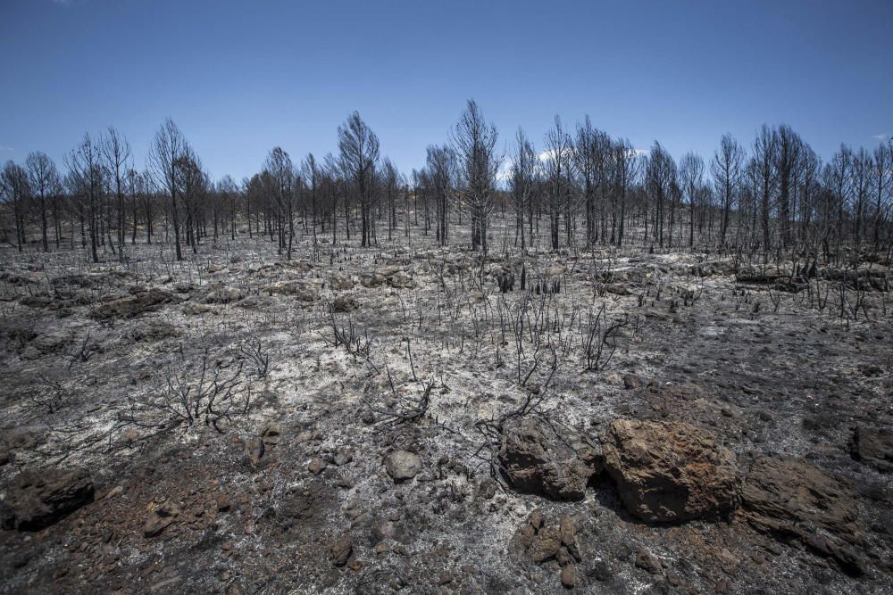 Incendio forestal en Carcaixent