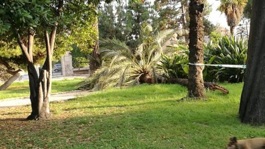 Una palmera cae en Viveros