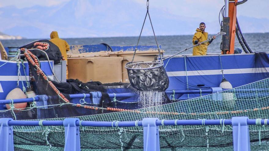 Alicante criará peces limón en cautividad