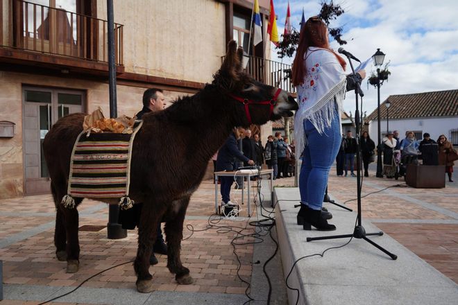 GALERÍA | Así celebran San Antón en Monfarracinos: quintas, animales y bendiciones