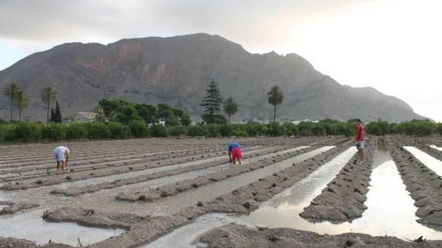 Imagen de una parcela de la huerta de la Vega Baja que cada otoño se siembra con alcachofas y se riega a manta.