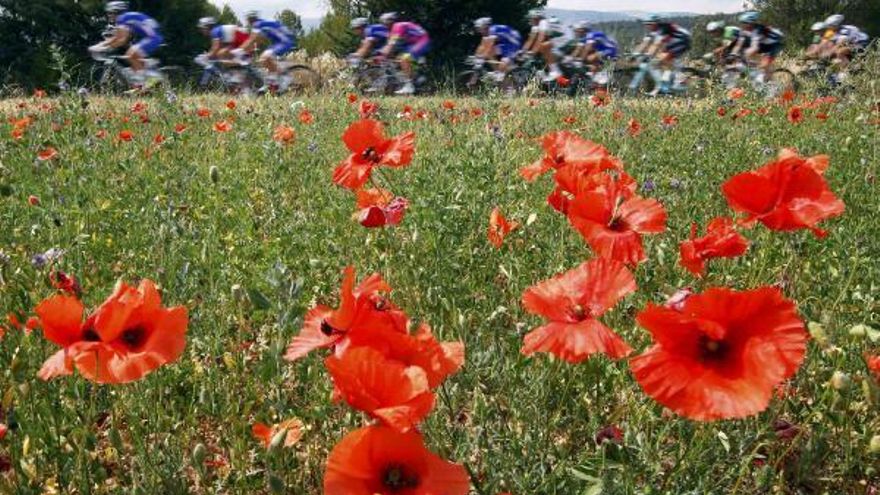 El secreto del campo de amapolas