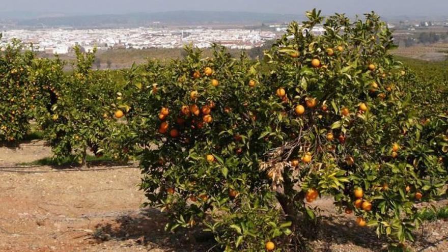 El origen de las naranjas de California, en Córdoba