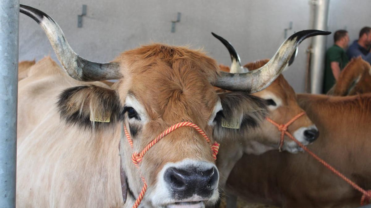 Así fue la edición de "todo un clásico" del campo asturiano: la edición número 131 del concurso de ganado de Caso