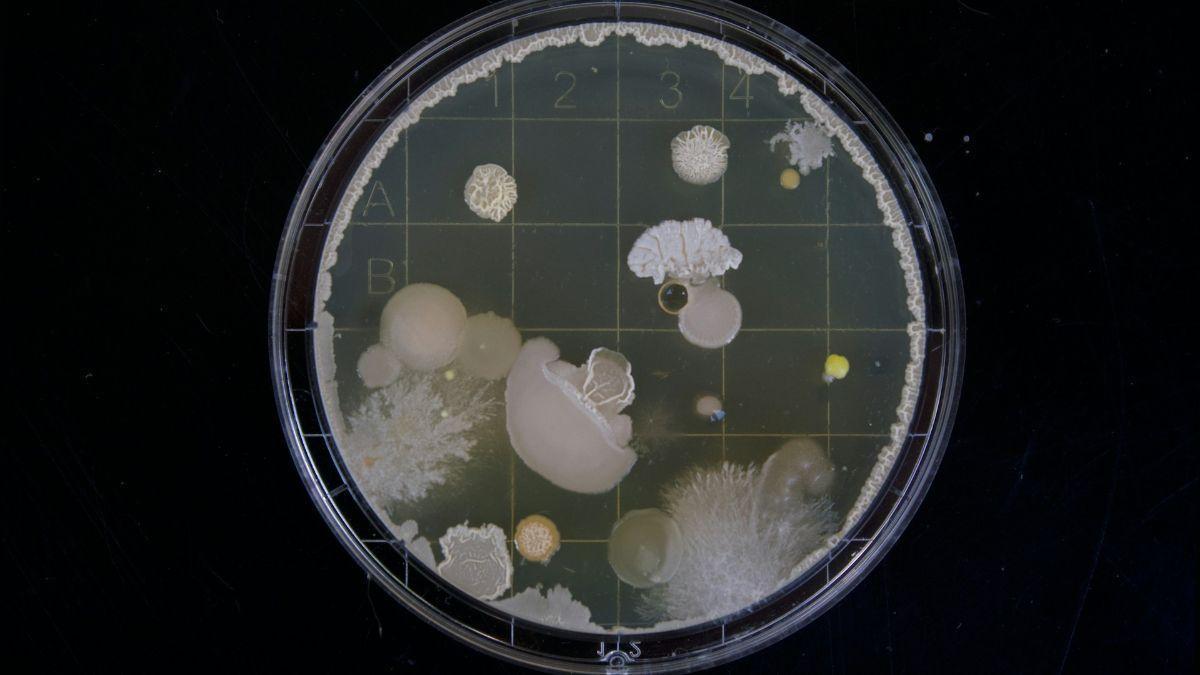 crea virus que infectan bacterias