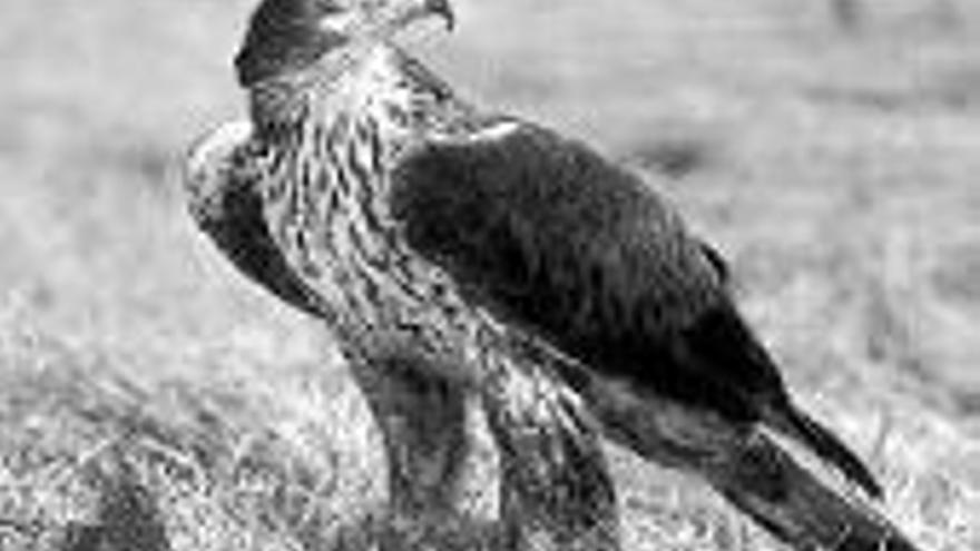 La comunidad extremeña concentra el 70% del total del censo nacional de águilas perdiceras