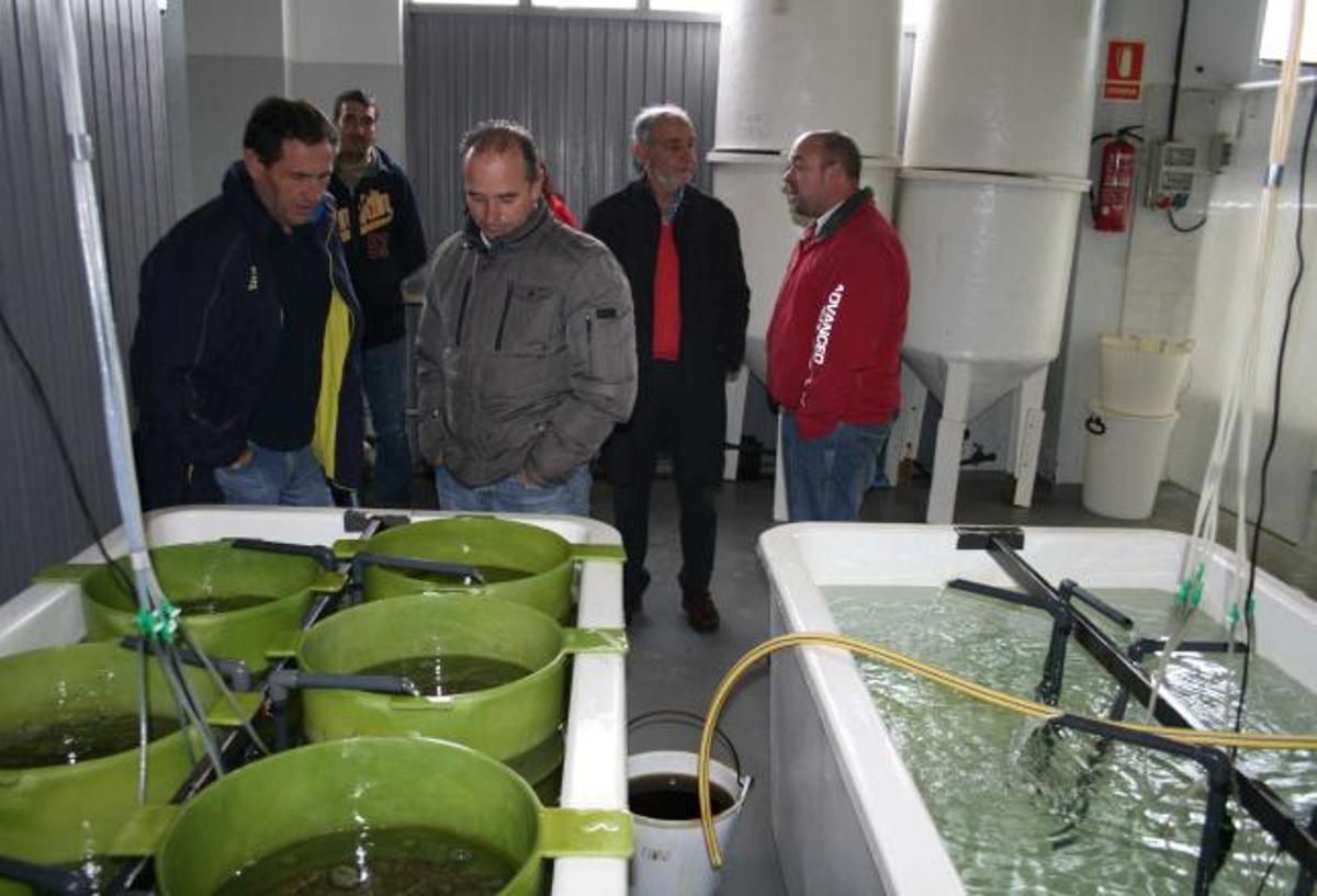 Ostra cien por cien asturiana en el Eo