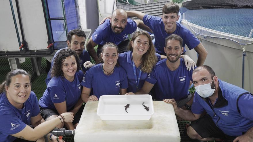 Nacen dos tiburones nodriza de cola corta por primera vez en el Oceanogràfic de València
