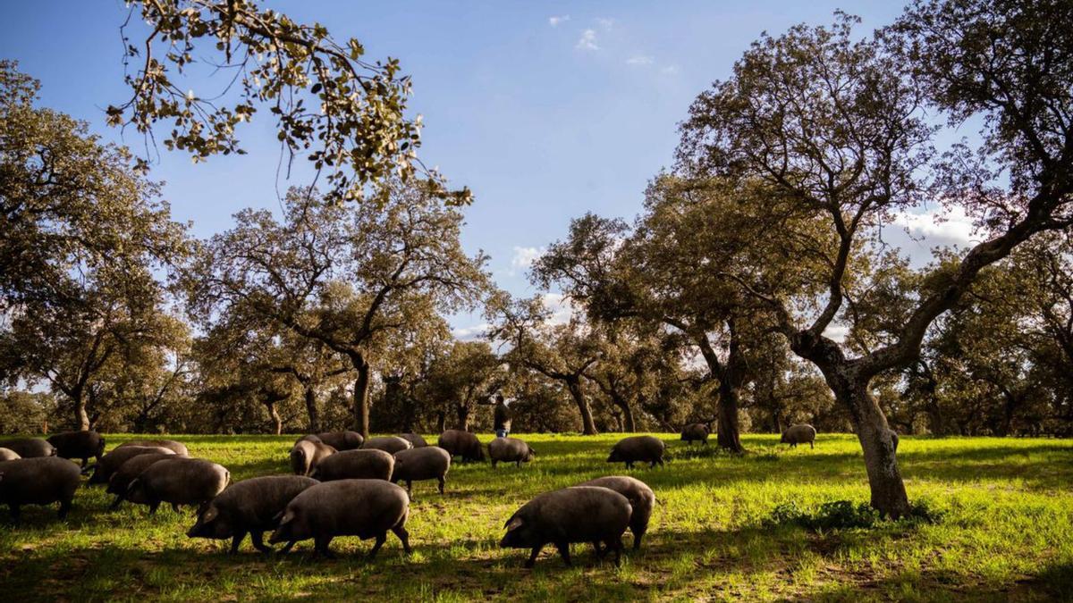 Piara de cerdos en la época de la montanera, en una explotación de la dehesa de Los Pedroches.