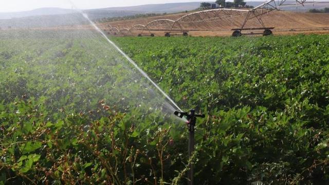 Instalación de un sistema de riego por aspersión en una finca de la campiña cordobesa.