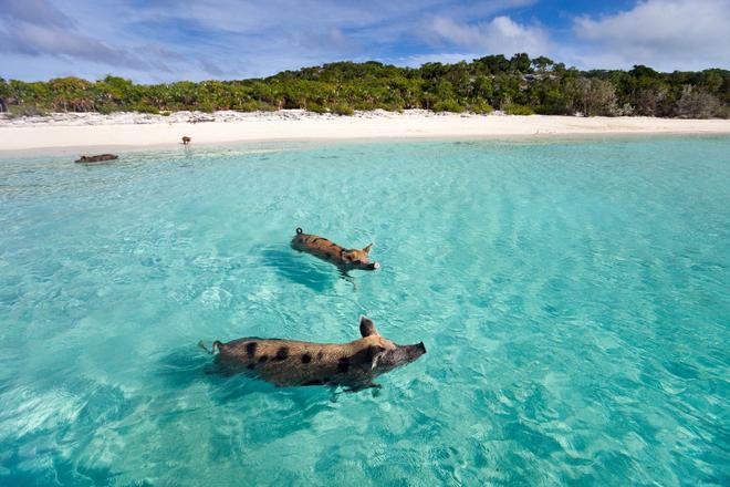 Pig Island, Bahamas