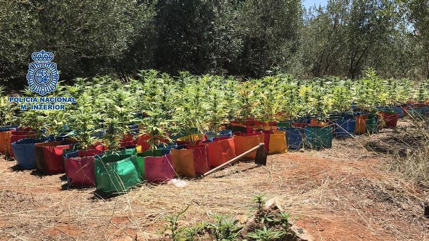 Desmantelan un cultivo de 240 plantas de marihuana en una zona de campo de Castellón