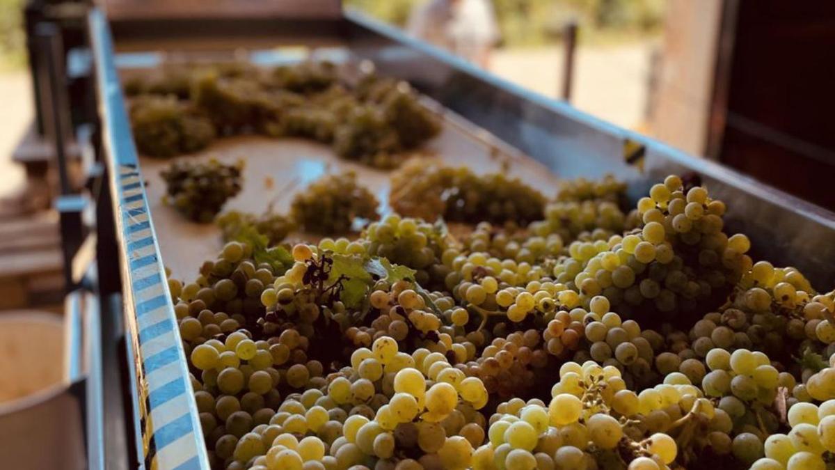 Mesa de selección de uvas en una bodega de Zamora. | Cedida