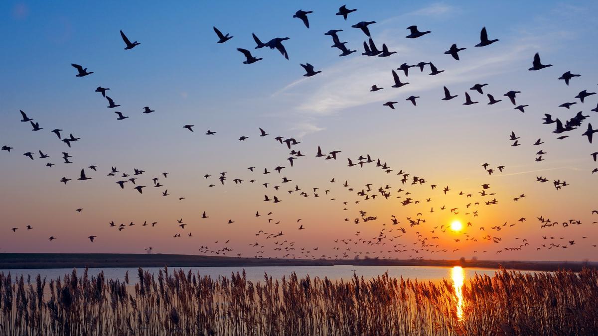 Los humanos han provocado la extinción de 1.430 especies de pájaros: el doble de lo que se estimaba.