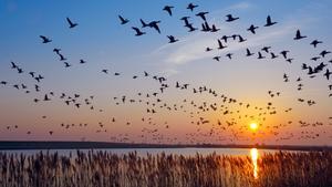 Las aves migran menos cuando hay estallidos magnéticos